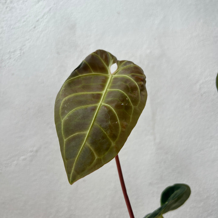 Anthurium Regal