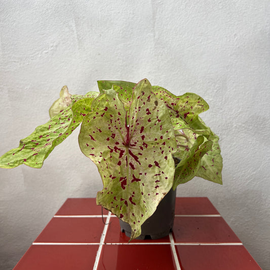 Caladium Miss Muffet