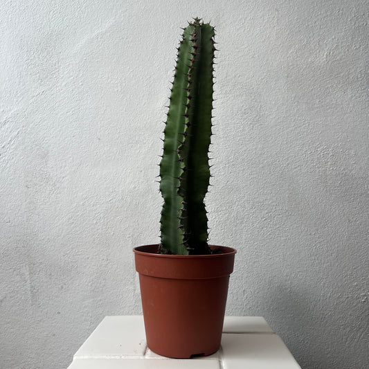 Euphorbia Lucky Dip
