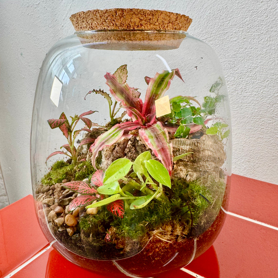 Plant.Studio 'Ralph' Terrarium