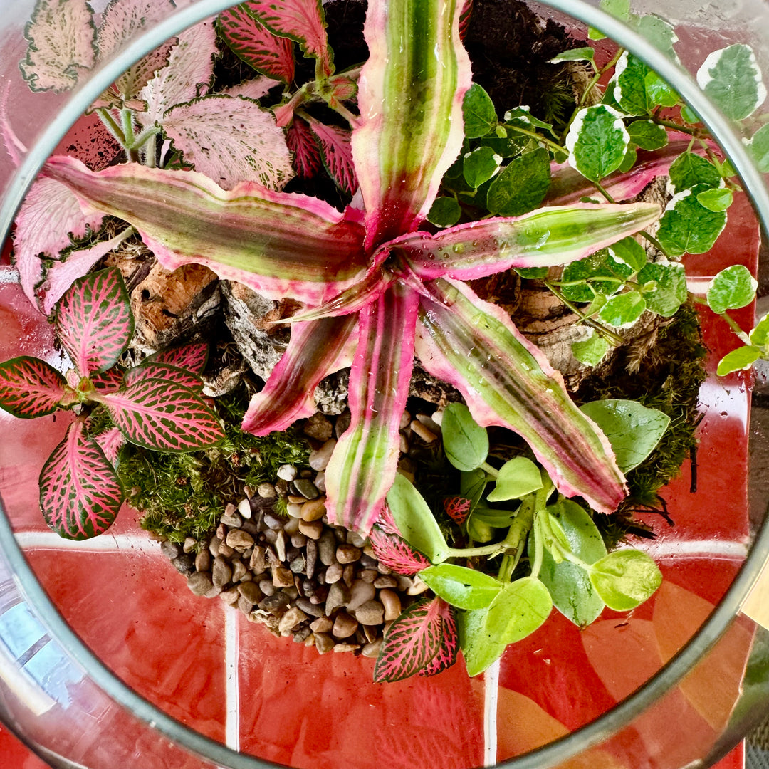 Plant.Studio 'Ralph' Terrarium