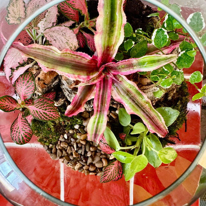 Plant.Studio 'Ralph' Terrarium