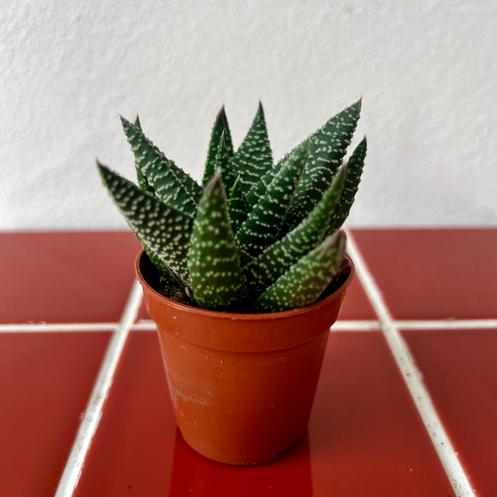 Gasterhaworthia ‘Royal Highness’ – Succulent Plant