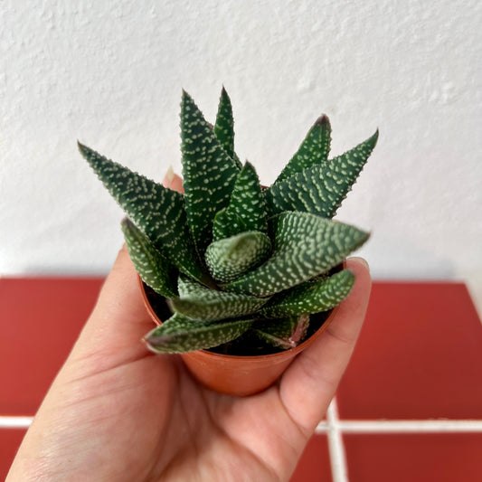 Gasterhaworthia ‘Royal Highness’ – Succulent Plant