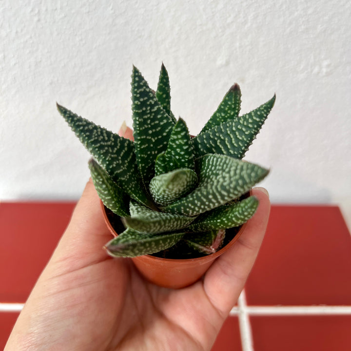 Gasterhaworthia ‘Royal Highness’ – Succulent Plant