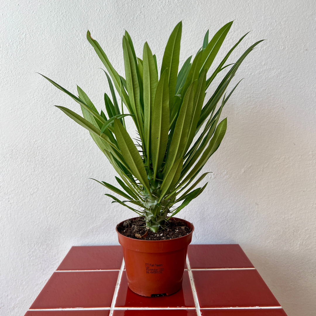 madagascar palm succulent Pachypodium lamerei – Buy Madagascar Palm Succulent Online UK – Plant Studio
