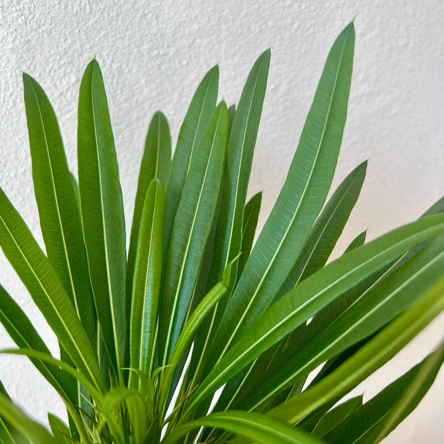 Pachypodium Lamerei -Madagascar palm