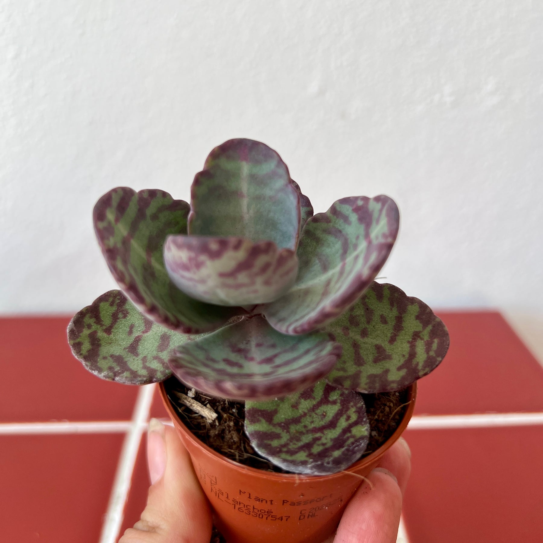 succulent with stripes Kalanchoe 'Zebra' – Striped Succulent Plant for Bright Windowsills – Plant Studio
