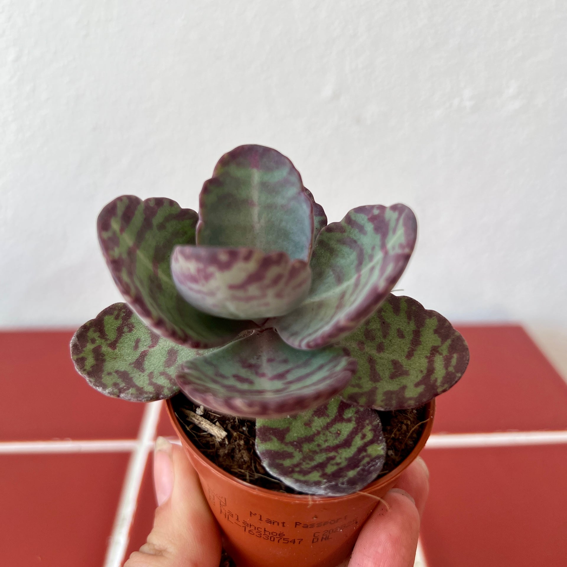 striped pointy succulent Kalanchoe 'Zebra' – Striped Succulent Plant for Bright Windowsills – Plant  Studio