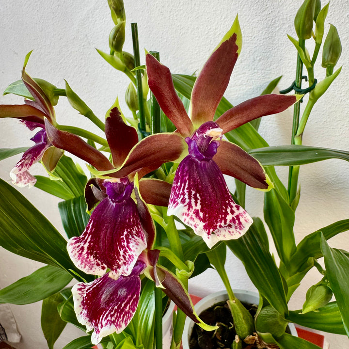 Zygopetalum Orchid Mix