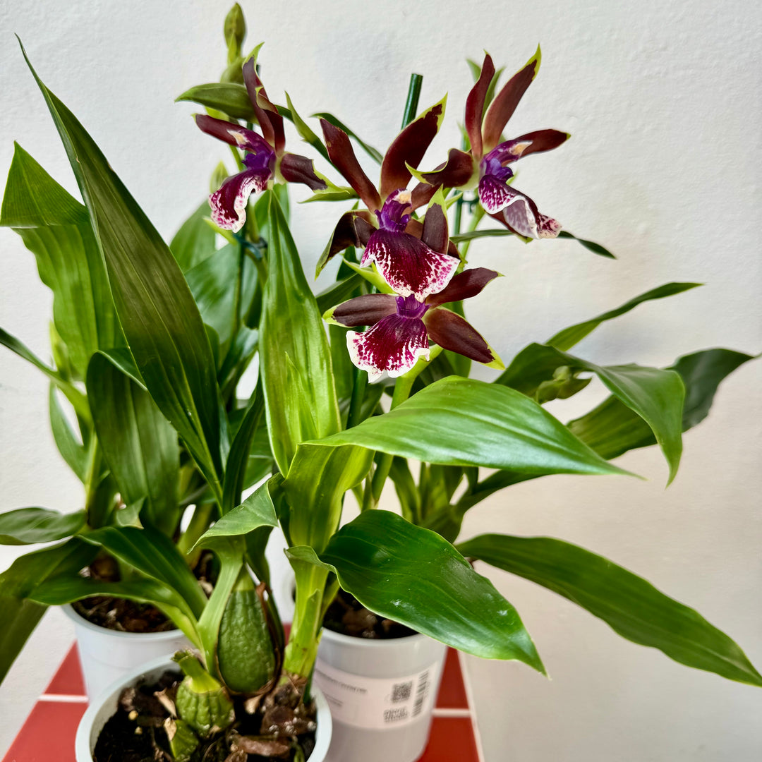 Zygopetalum Orchid Mix