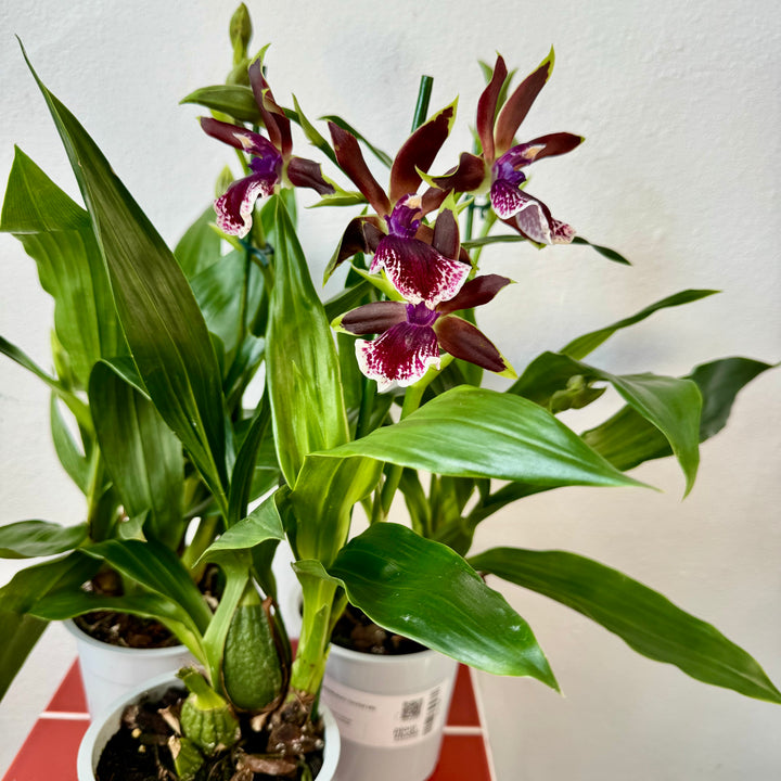 Zygopetalum Orchid Mix