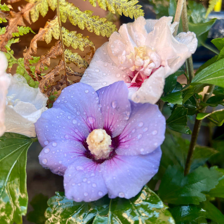 Hibiscus Syriacus lucky dip
