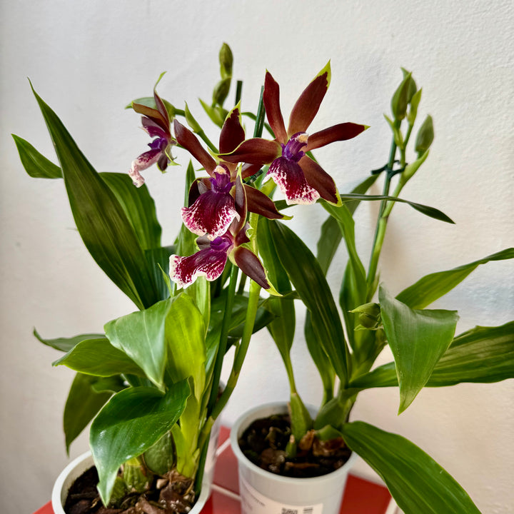 Zygopetalum Orchid Mix