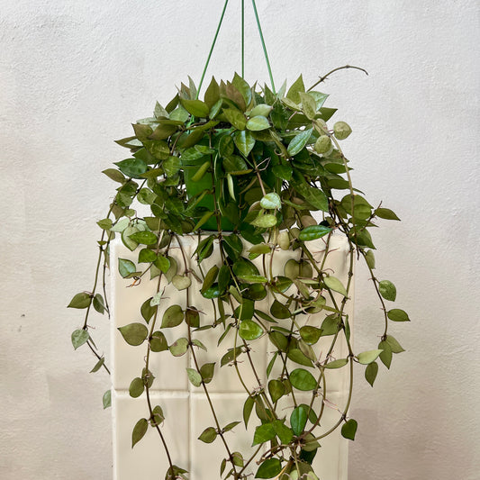 Hoya Eskimo