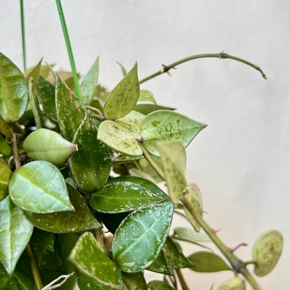 Hoya Eskimo