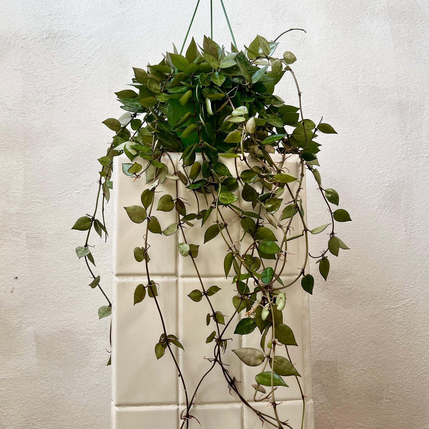 Hoya Eskimo