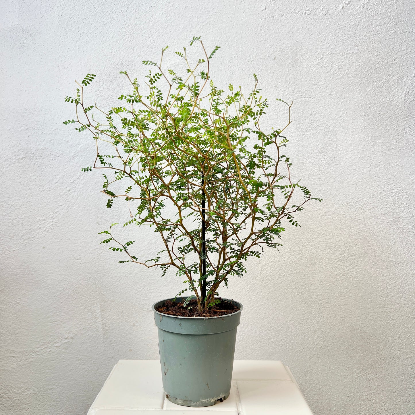 Sophora Prostrata little baby