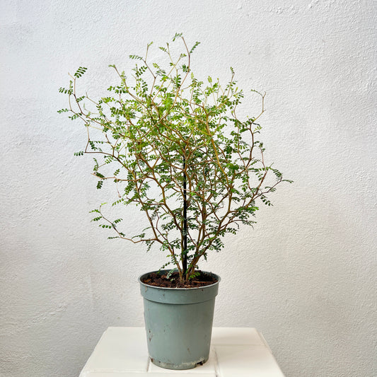 Sophora Prostrata little baby
