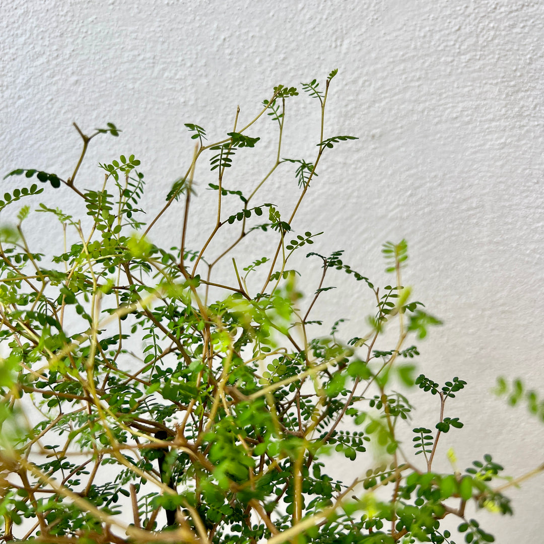 Sophora Prostrata little baby