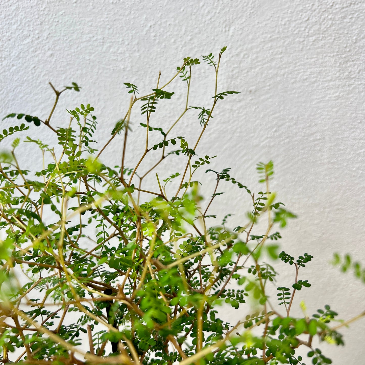 Sophora Prostrata little baby