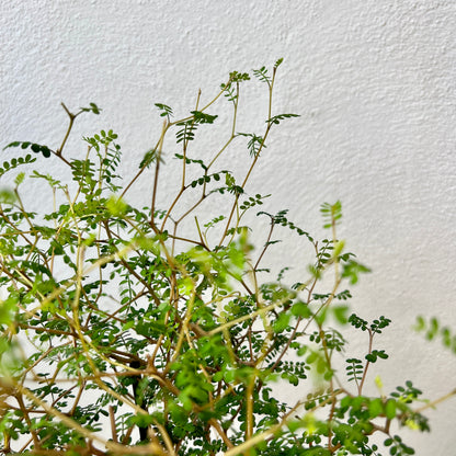 Sophora Prostrata little baby
