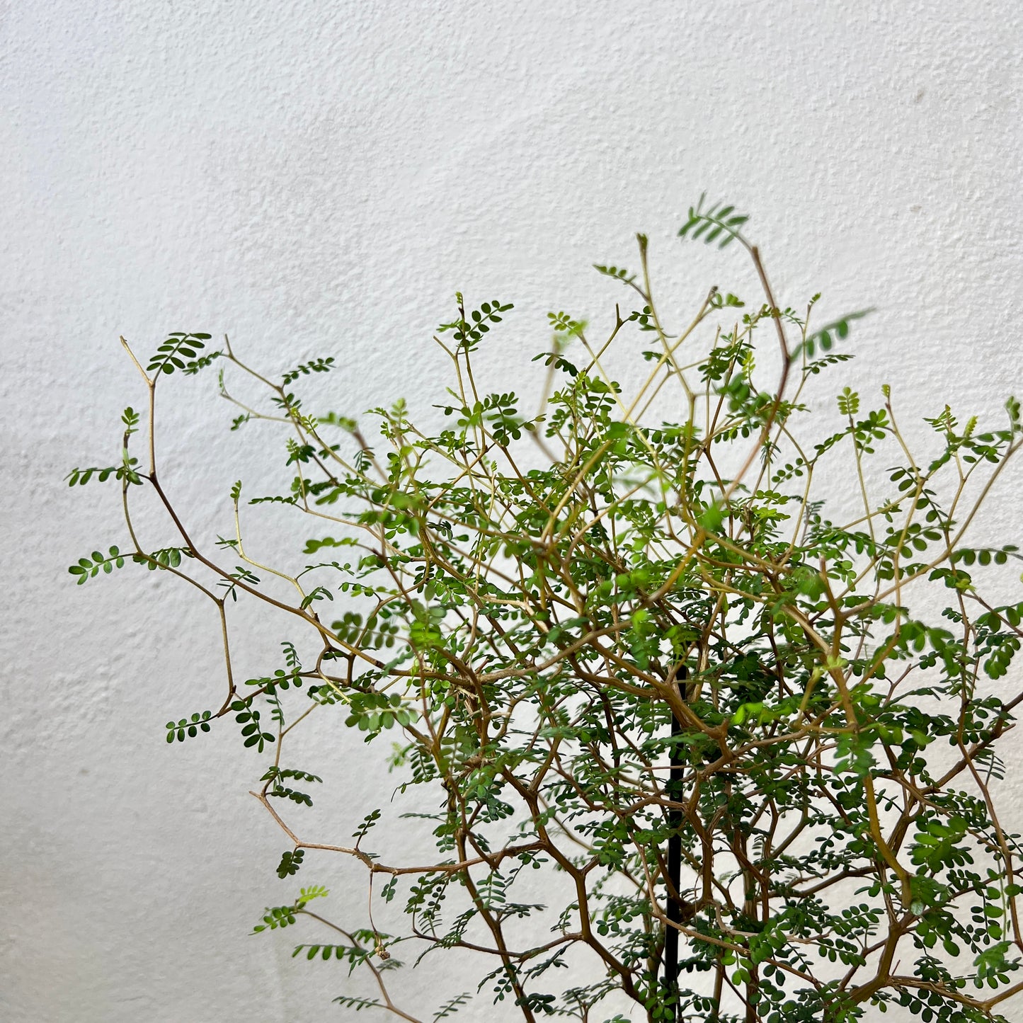 Sophora Prostrata little baby