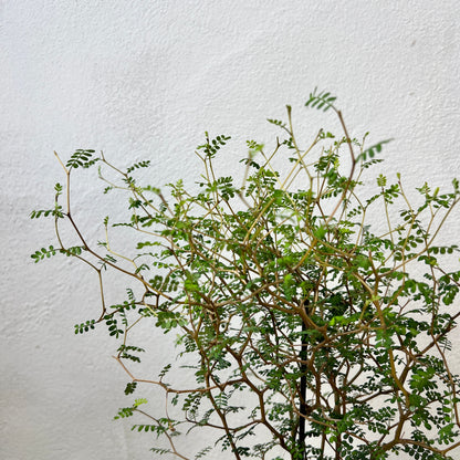 Sophora Prostrata little baby