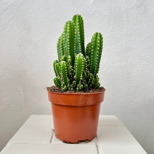 Cereus peruvianus ‘Florida’ – Night Blooming Column Cactus - Apple Cactus