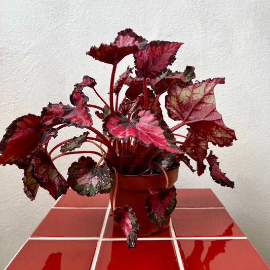 Begonia Beleaf ‘Inca Night’ - Rex Begonia
