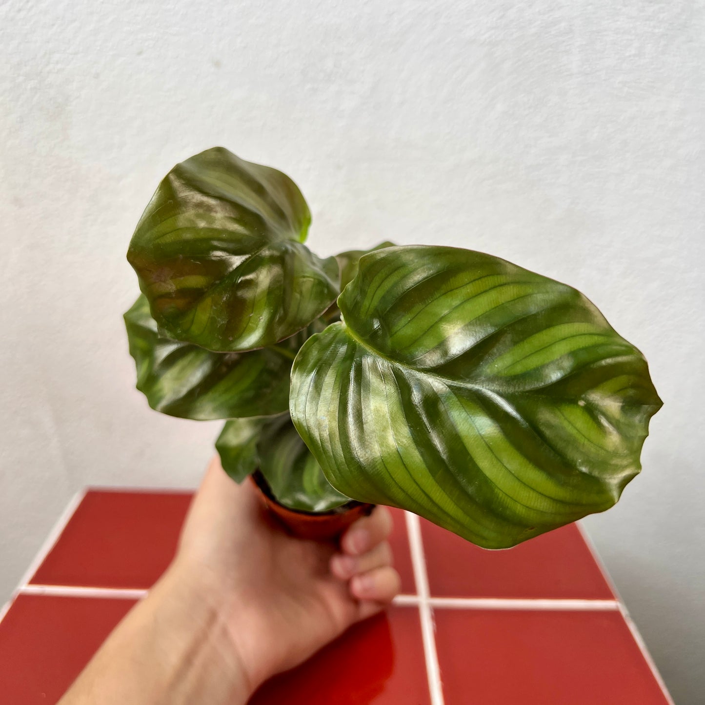 Calathea Fasciata