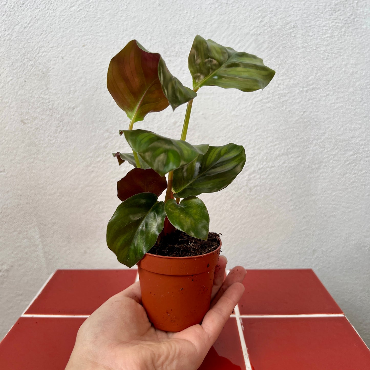 Calathea Fasciata