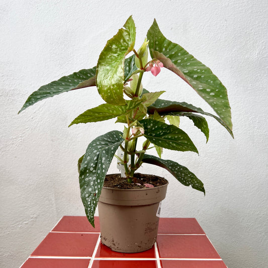 Begonia Maculata ‘Wightii’ – Polka Dot Begonia