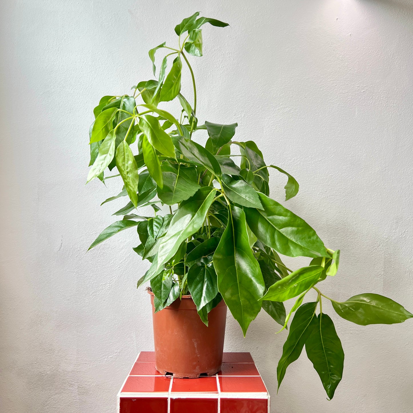 Schefflera actinophylla – Umbrella Tree