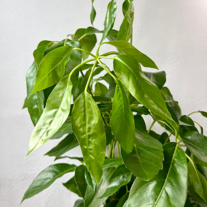 Schefflera actinophylla – Umbrella Tree