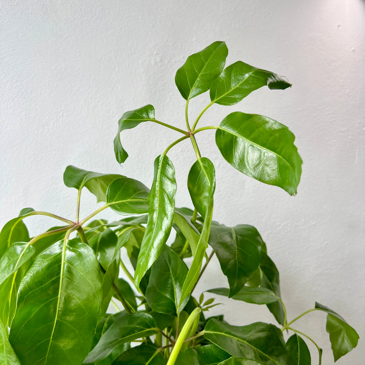 Schefflera actinophylla – Umbrella Tree