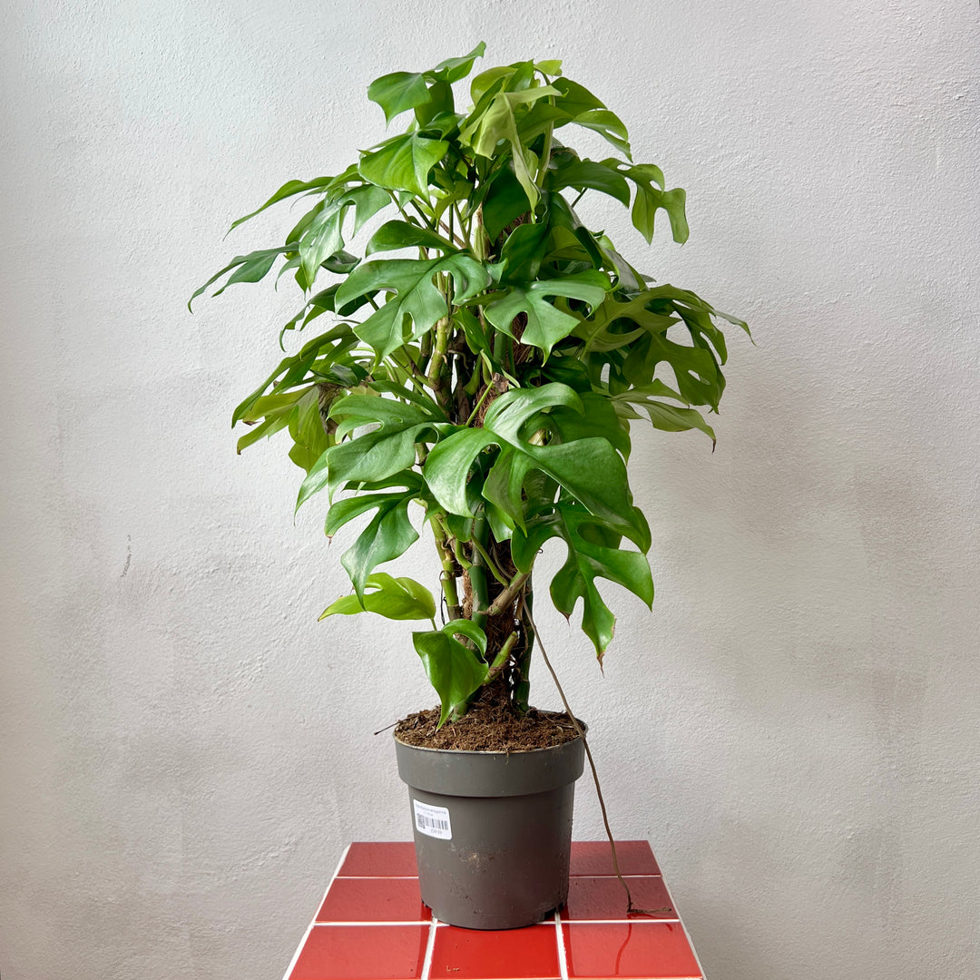 Rhaphidophora Tetrasperma- Monstera minima