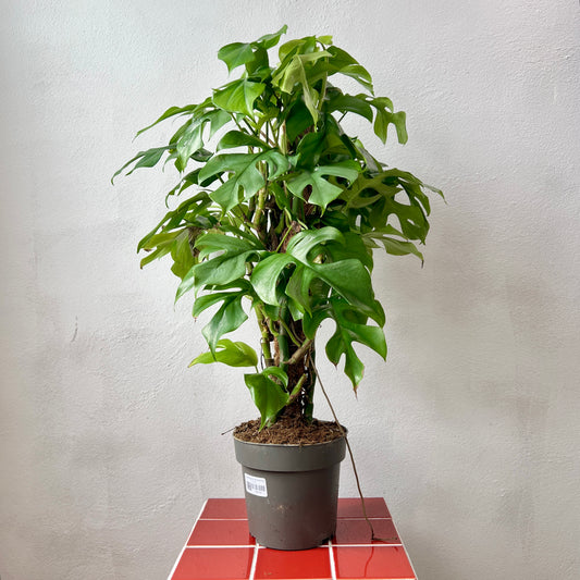 Rhaphidophora Tetrasperma- Monstera minima
