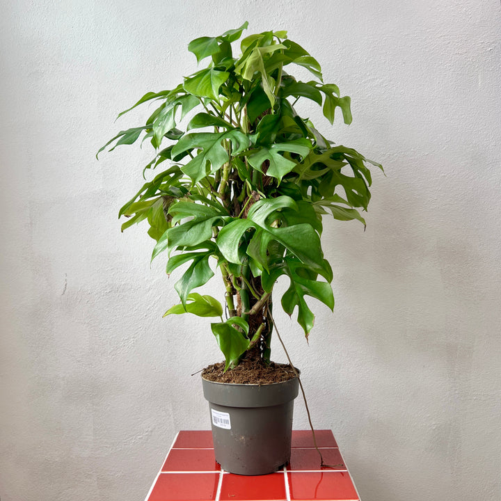 Rhaphidophora Tetrasperma- Monstera minima