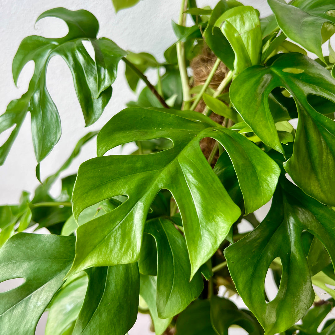 Rhaphidophora Tetrasperma- Monstera minima