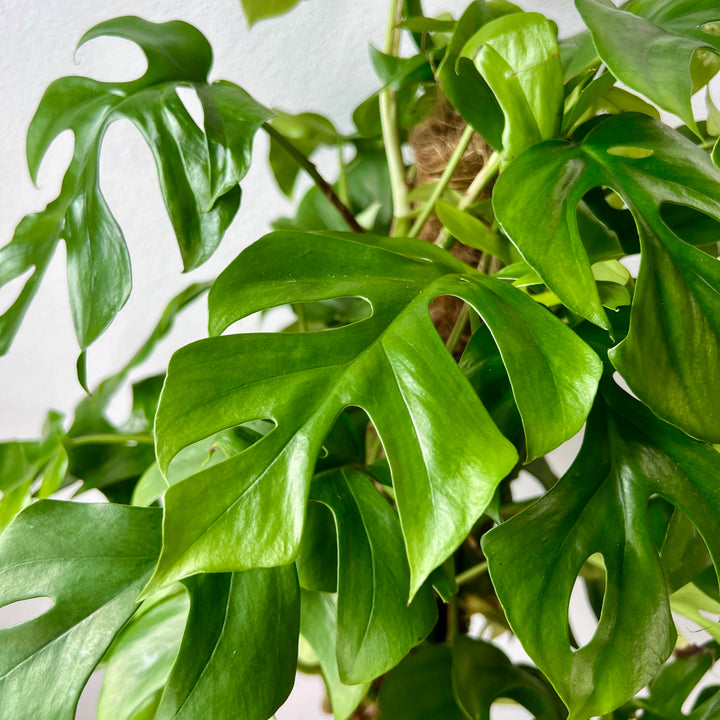 Rhaphidophora Tetrasperma- Monstera minima