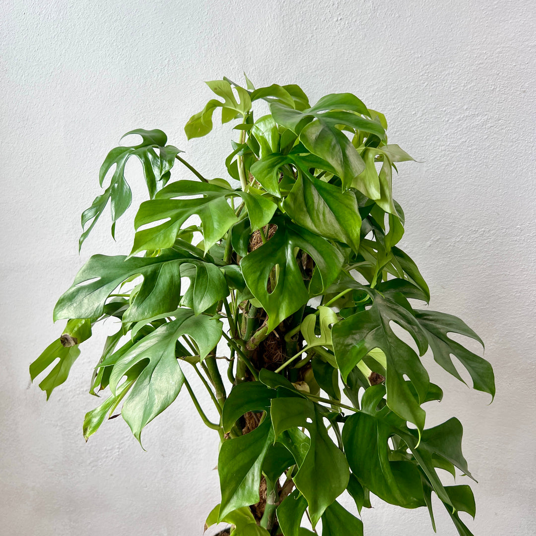 Rhaphidophora Tetrasperma- Monstera minima