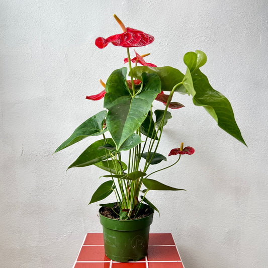 Anthurium ‘Arebo’ - Red Flamingo Flower