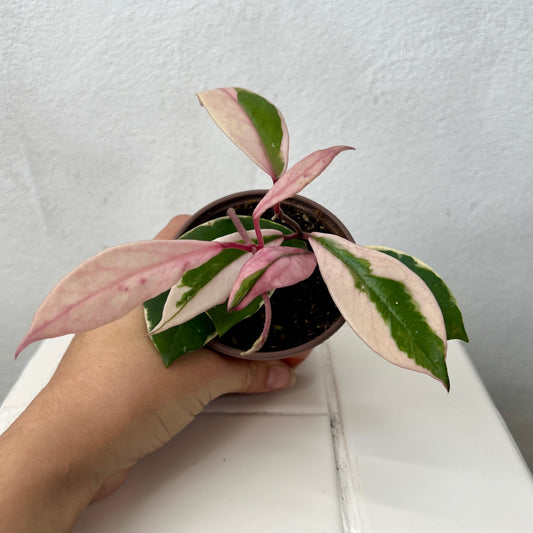 Hoya 'Flamingo Dreams'