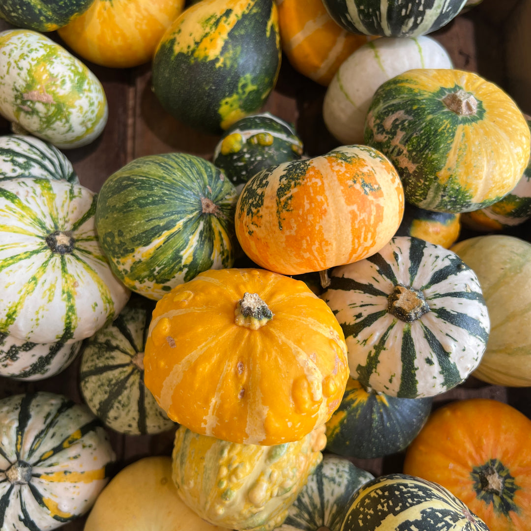 Mini Gourd/ Pumpkin