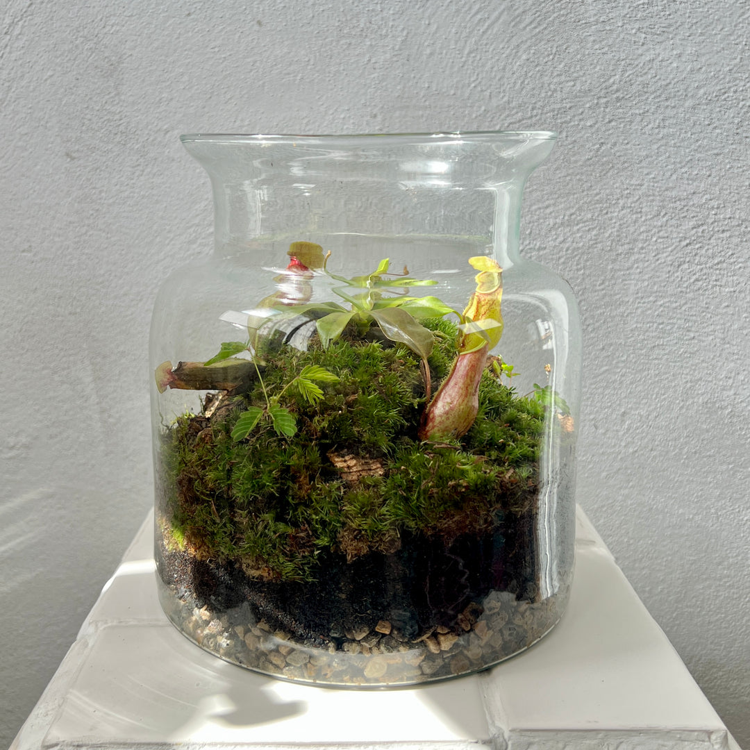 Plant.Studio Nepenthes Open Glass Terrarium