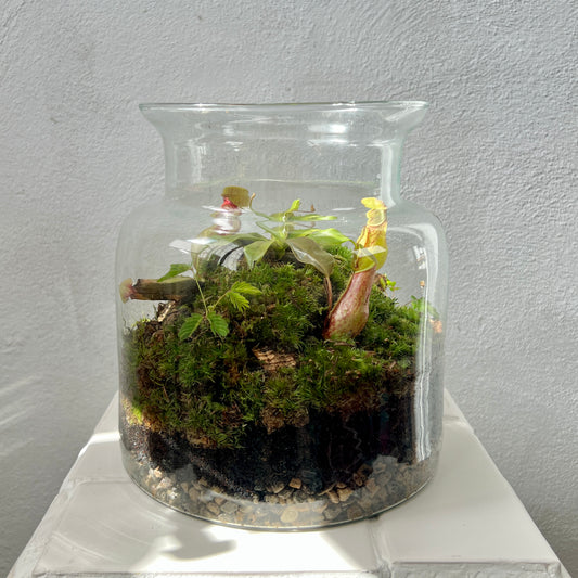 Plant.Studio Nepenthes Open Glass Terrarium