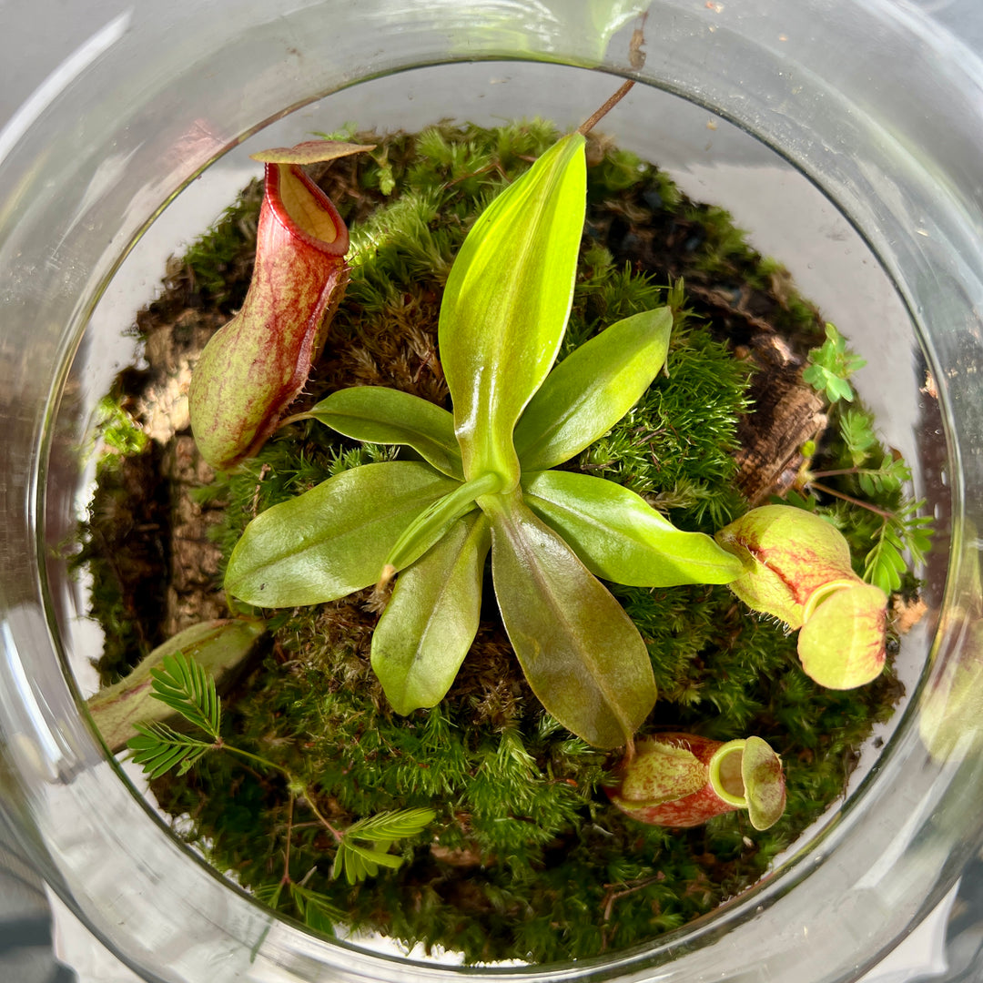 Plant.Studio Nepenthes Open Glass Terrarium