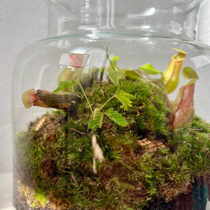 Plant.Studio Nepenthes Open Glass Terrarium