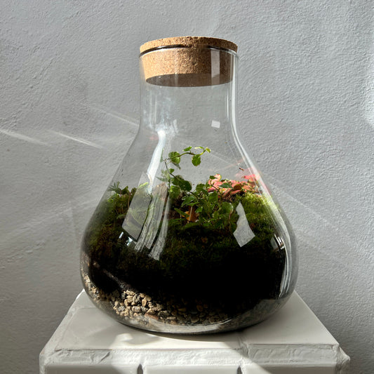 Plant.Studio 'Jurassic Park' Terrarium